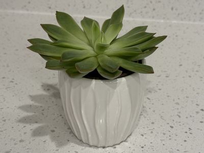 Live Succulent Plant in White Planter Pot - Easy Care Houseplant