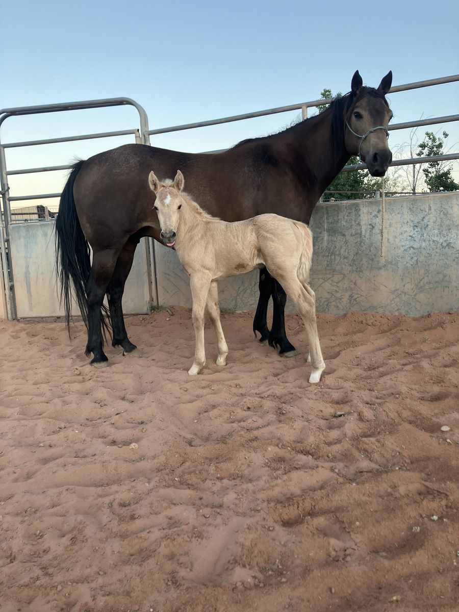 QH mare and foal