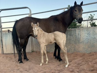 QH mare and foal
