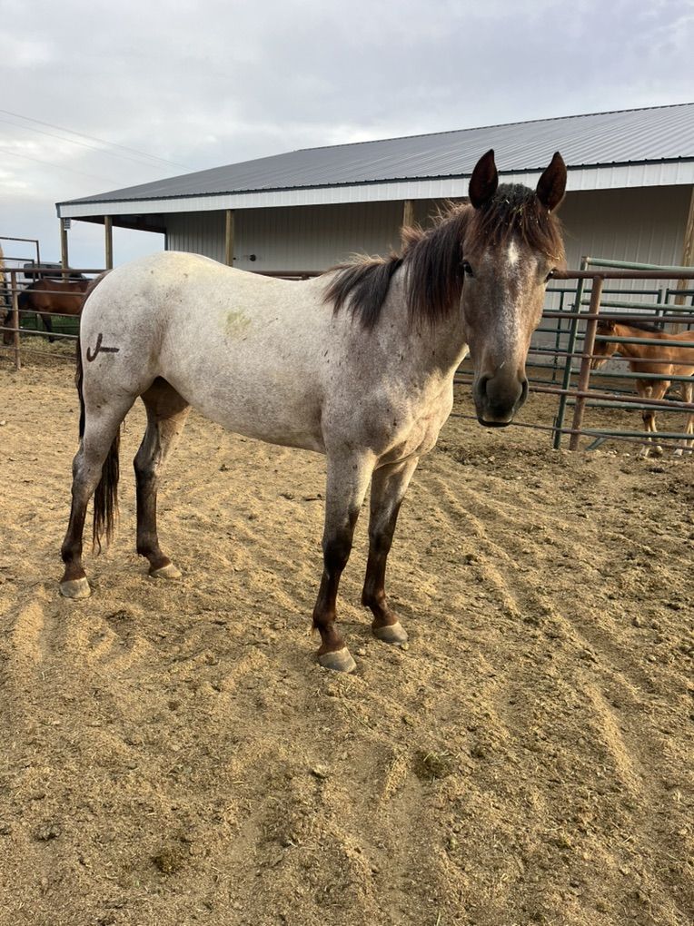 Aqha 3 year Old Red Roan
