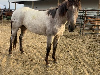 Aqha 3 year Old Red Roan