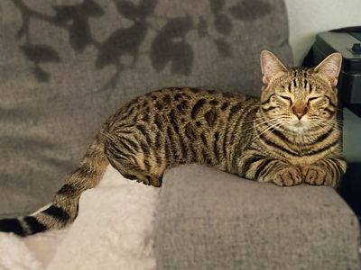Rate Munchkin Bengal ( Hypoallergenic ) • Neutered, Shots, DNA clear!