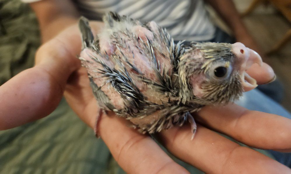 Baby Cockatiel - Hand-Fed