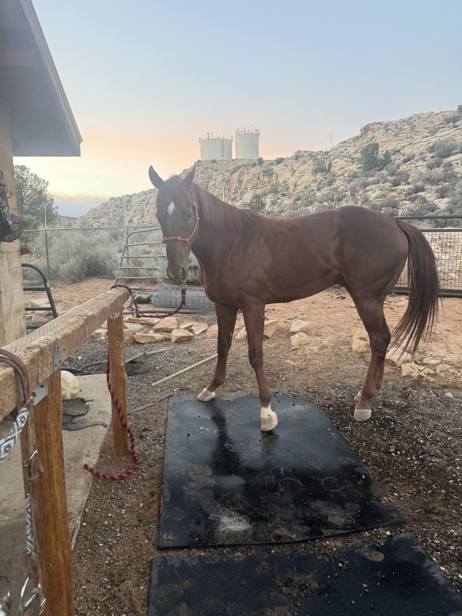 Gorgeous Thoroughbred gelding