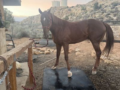 Gorgeous Thoroughbred gelding