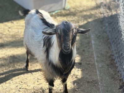 1/4 Nubian Nigerian dwarf buck