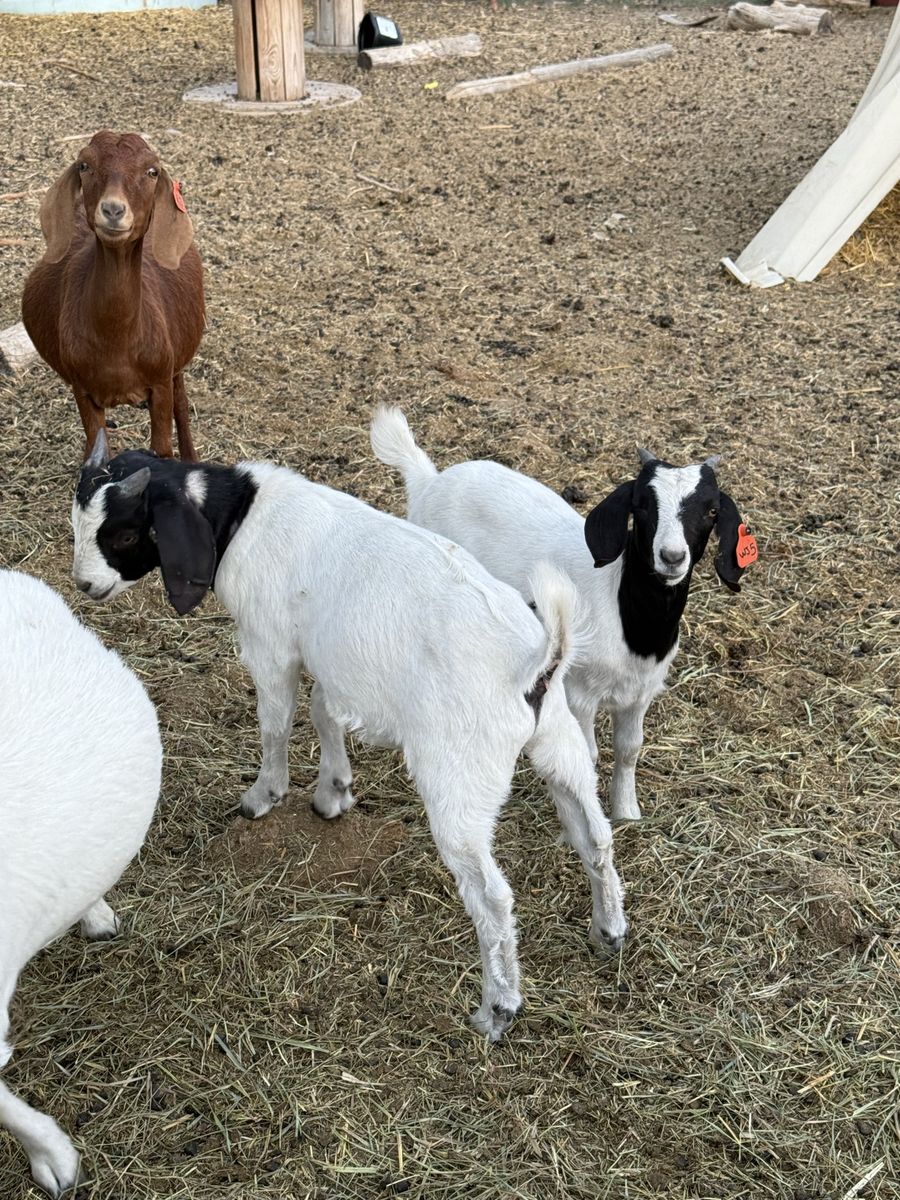 Boer kids