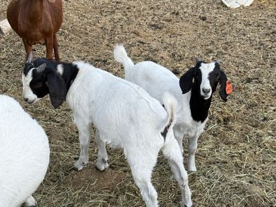 Boer kids