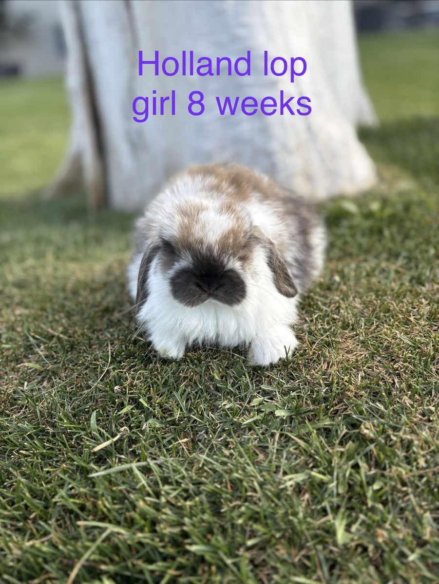 Adorable 8-Week-Old Female Holland Lop Bunny's - Ready for their Forever Home!