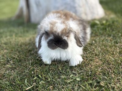 Adorable 8-Week-Old Female Holland Lop Bunny's - Ready for their Forever Home!