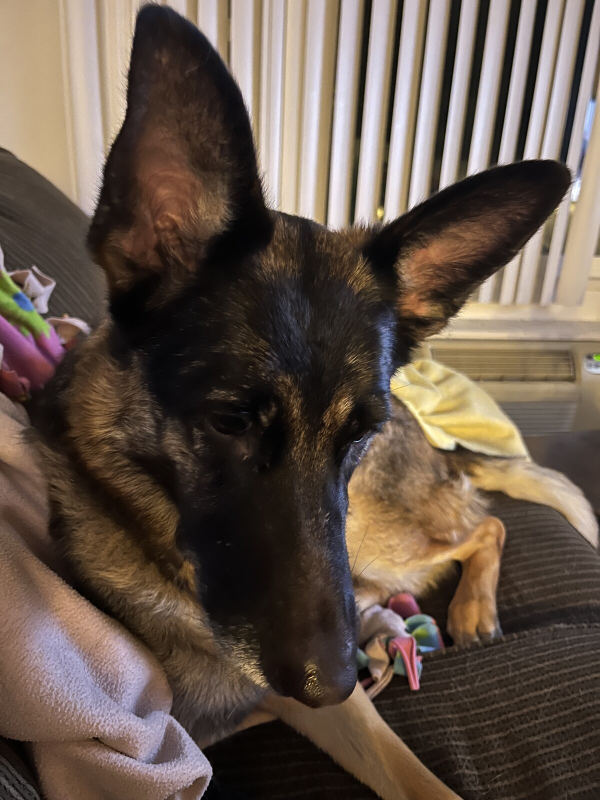 Female German Shepherd