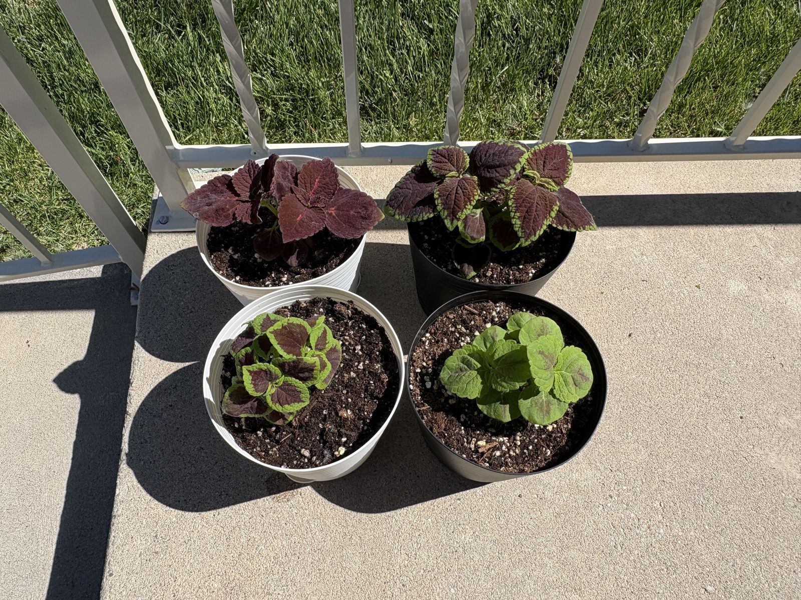 Colorful Coleus Plants