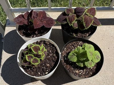 Colorful Coleus Plants