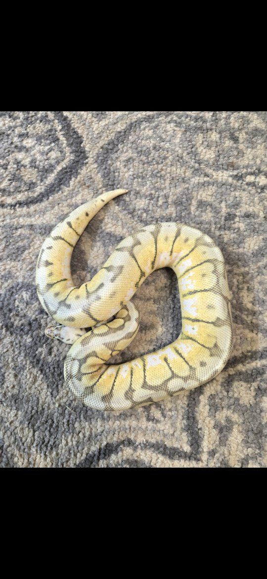 Killer bee ball python male