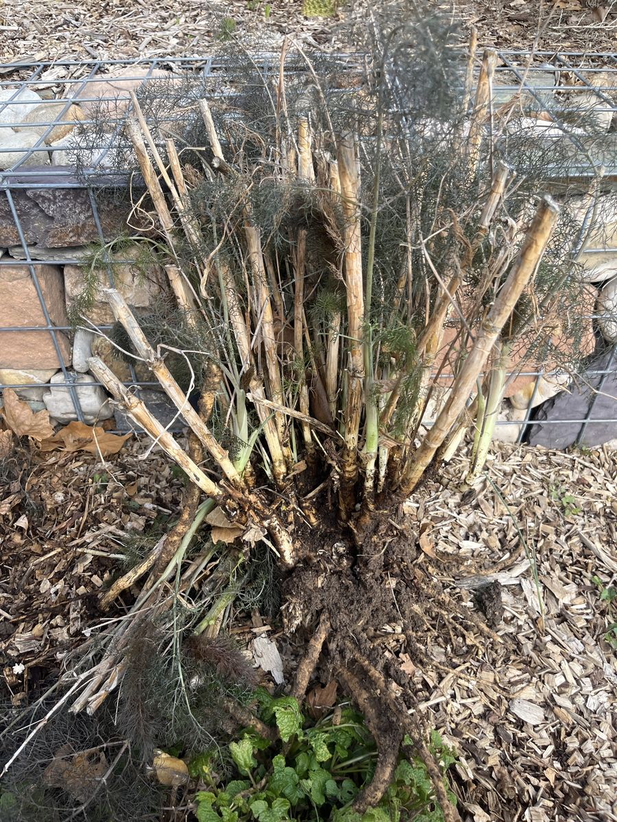Free Fennel Plant needs To Bbe Picked Up Now