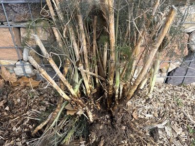 Free Fennel Plant needs To Bbe Picked Up Now
