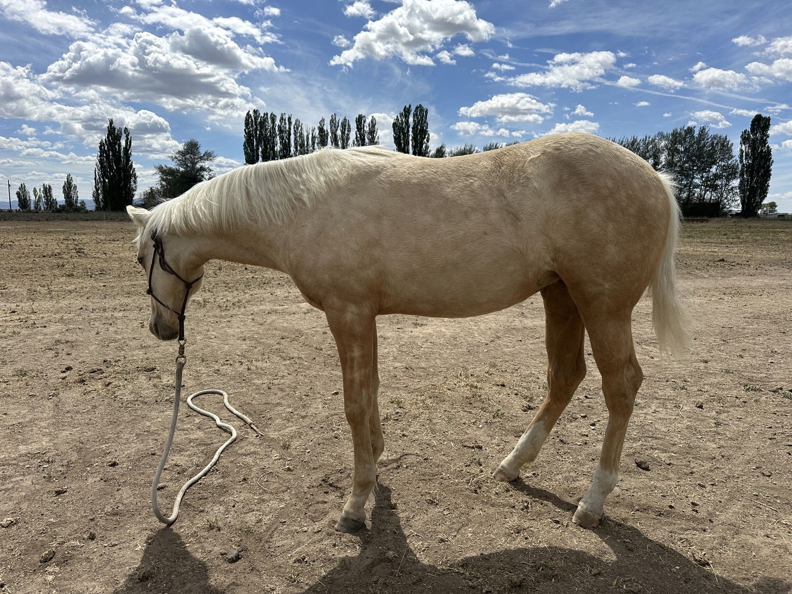 Yearling Filly