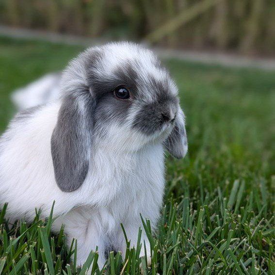 Holland lop babies