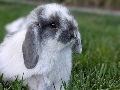 Holland lop babies