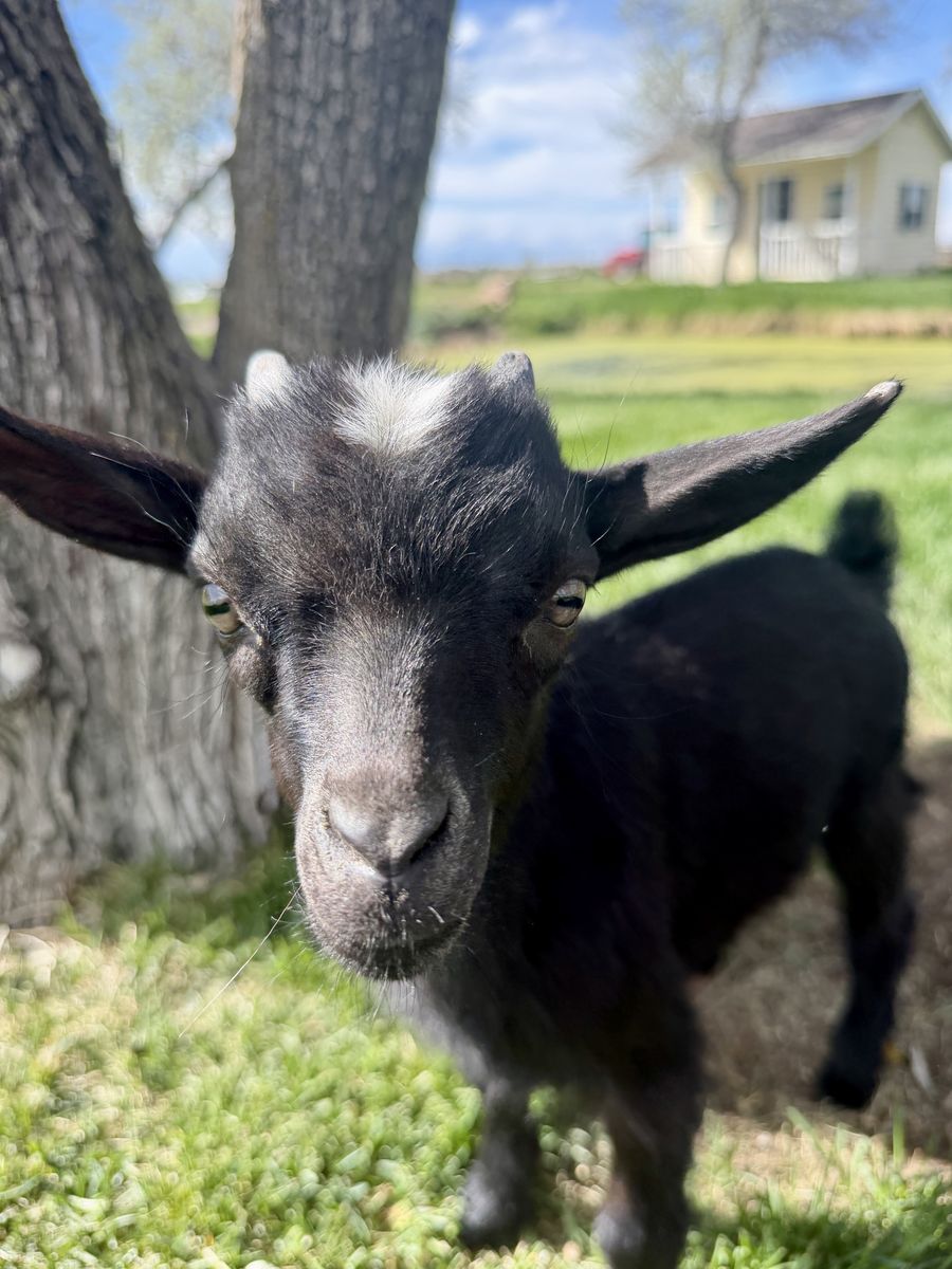 Nigerian Dwarf Baby / Kids Goat  Sale Or Trade