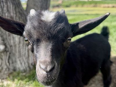 Nigerian Dwarf Baby / Kids Goat Sale Or Trade