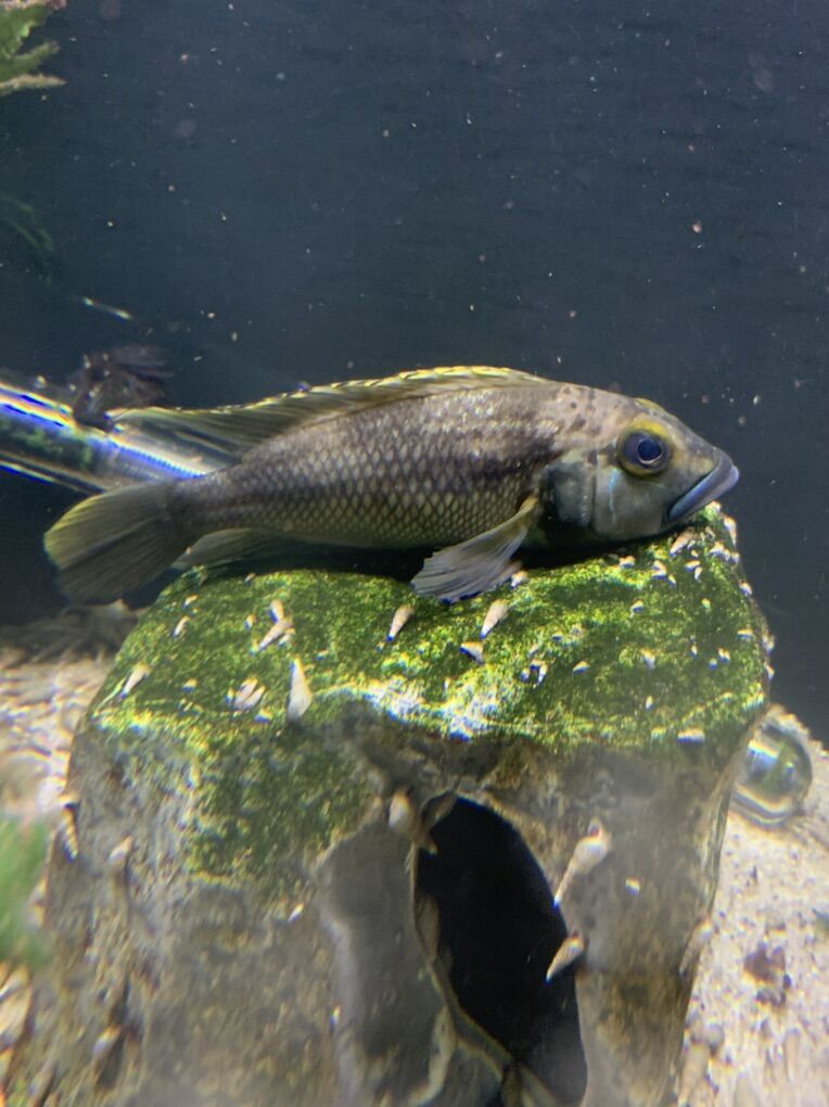 Lamprologus Lemairii