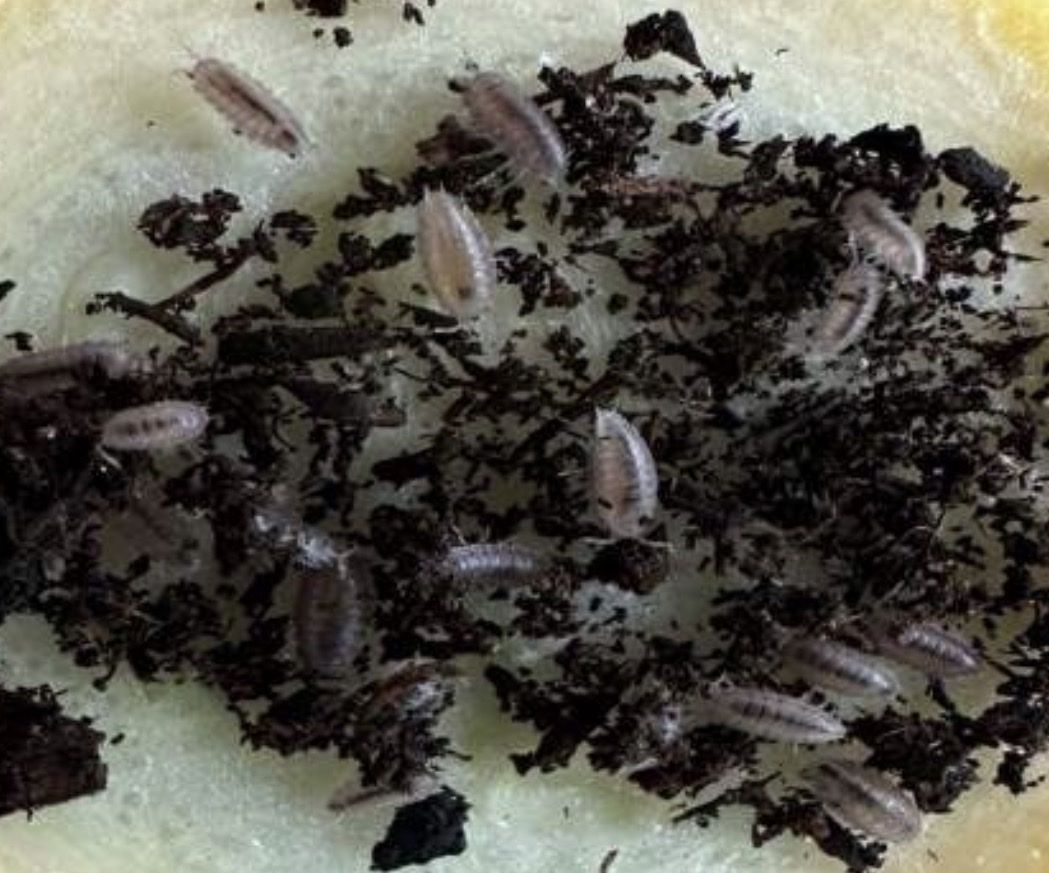 Dwarf Purple Isopods