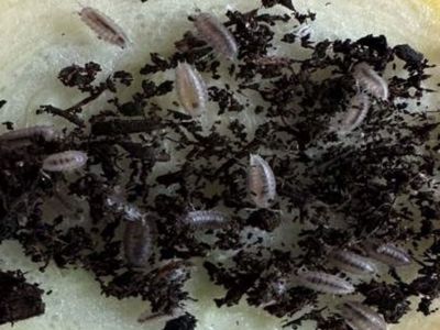 Dwarf Purple Isopods