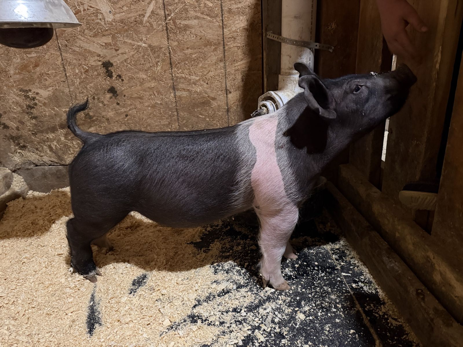 4h/Show Pig