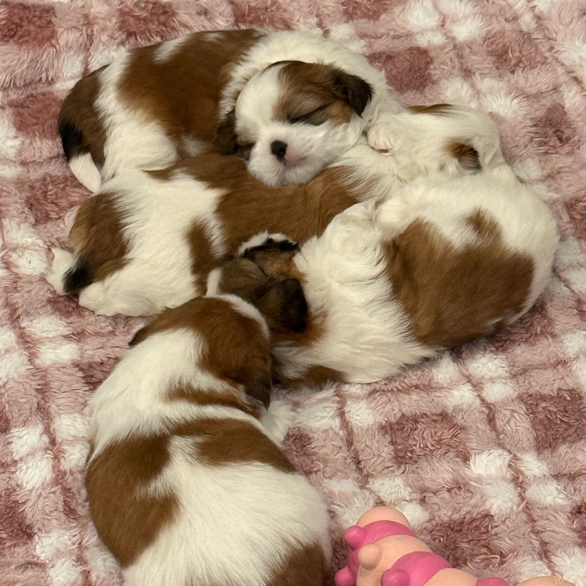 Teddie Bear Shih Tzu Puppies For Sale