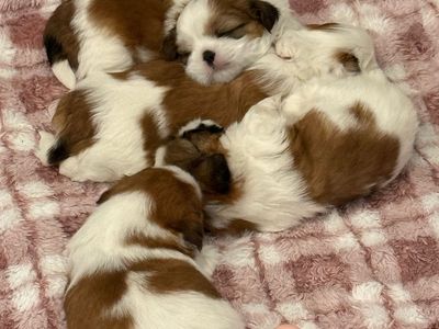 Teddie Bear Shih Tzu Puppies For Sale