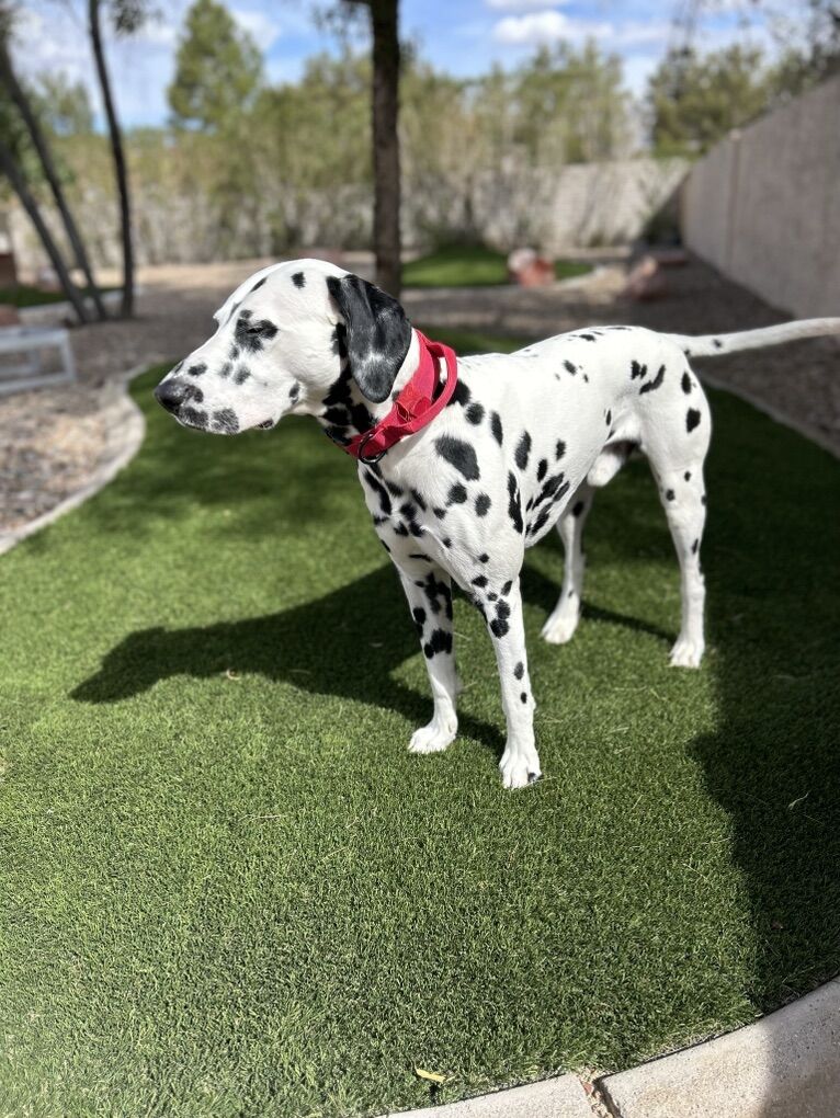 Dalmatian