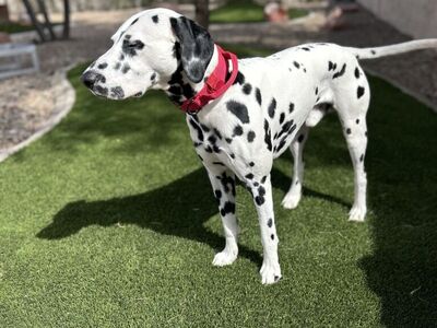 Dalmatian