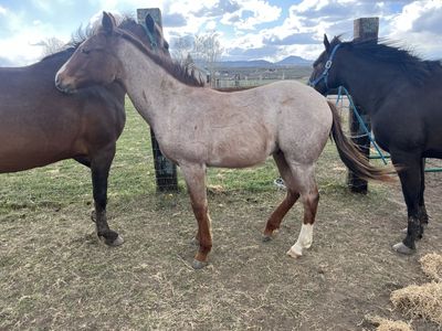 Yearling gelding