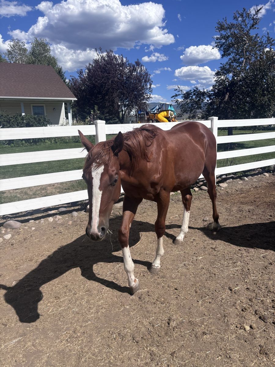 Nice registered yearling colt
