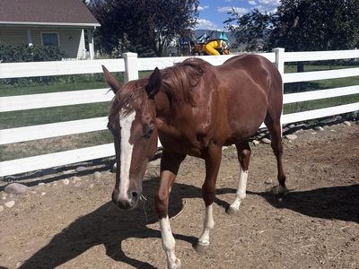 Nice registered yearling colt
