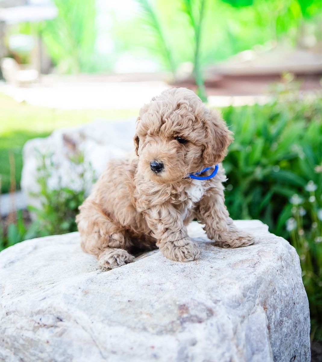 Mini Goldendoodle Puppies Available Now