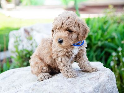 Mini Goldendoodle Puppies Available Now