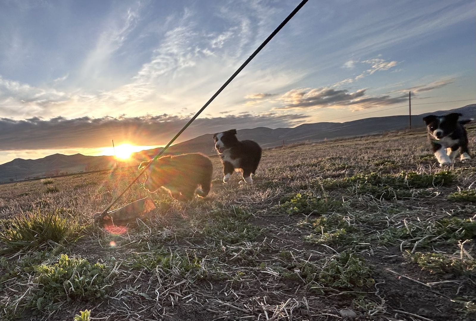 Red male black and white male