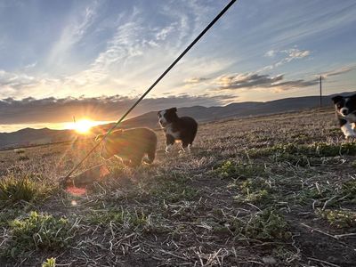 Red male black and white male