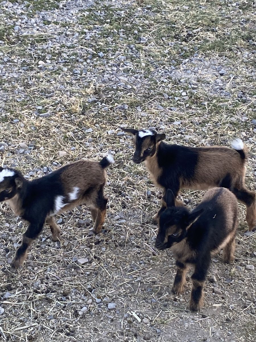 3 Nigerian Dwarf Buckling
