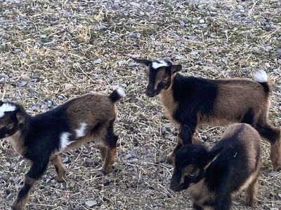 3 Nigerian Dwarf Buckling