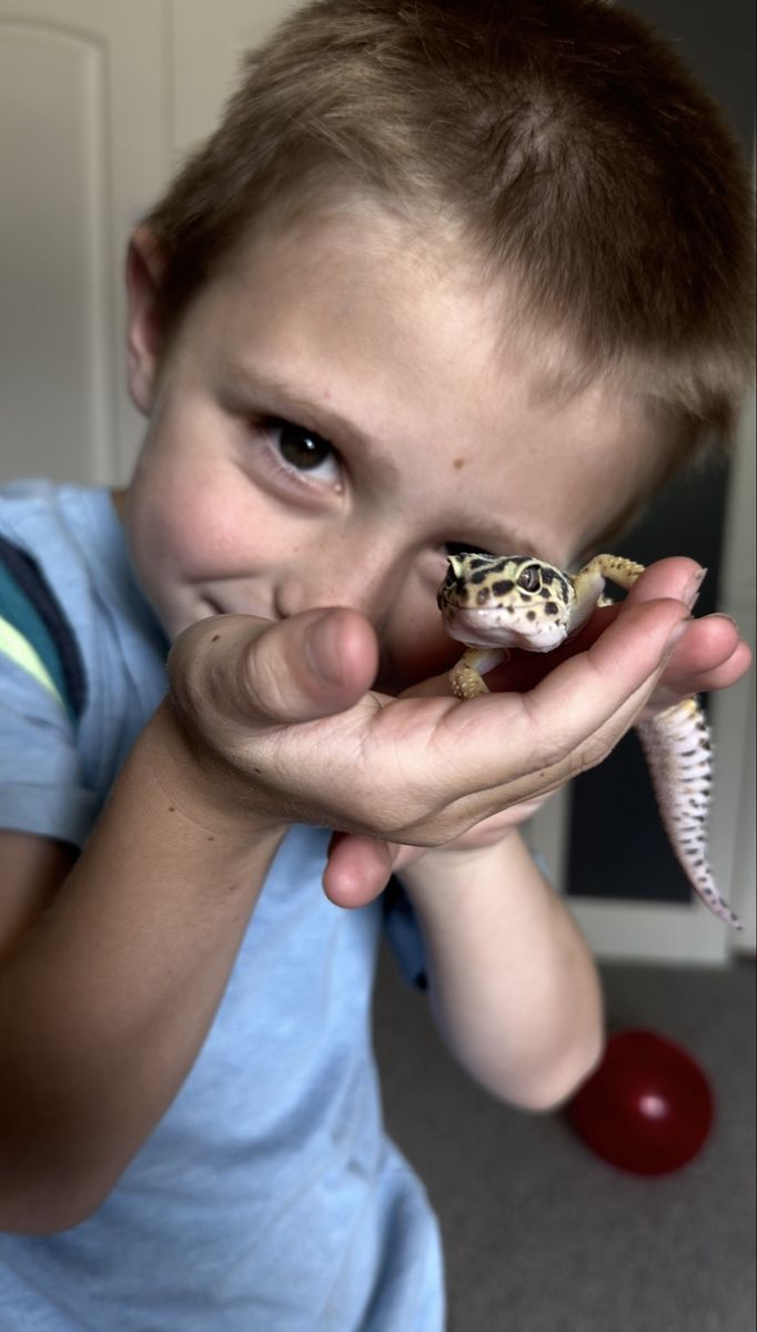 Yellow Leopard Gecko with 40 gallon tank & food