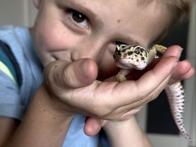 Yellow Leopard Gecko with 40 gallon tank & food