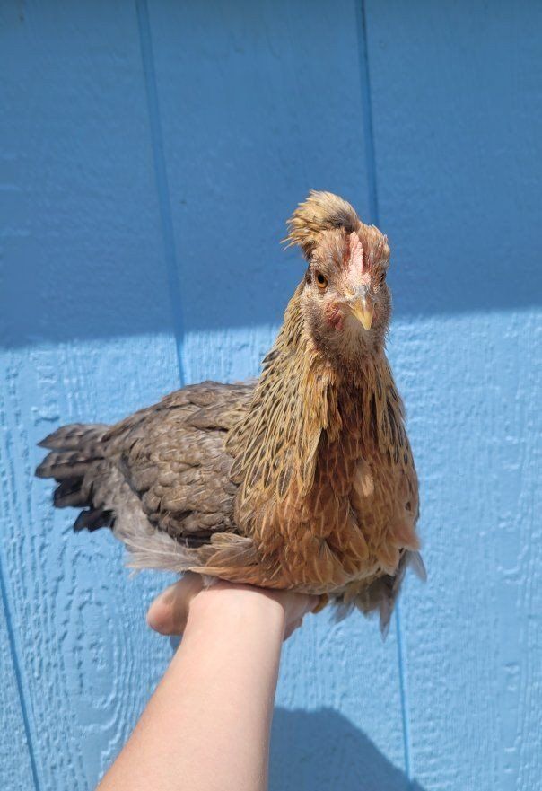Young Hens