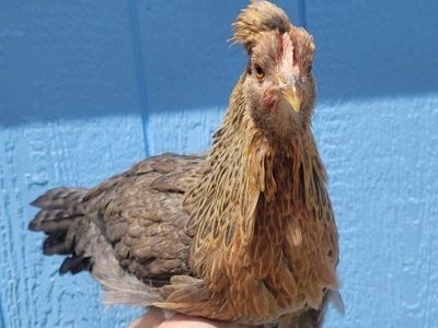 Young Hens