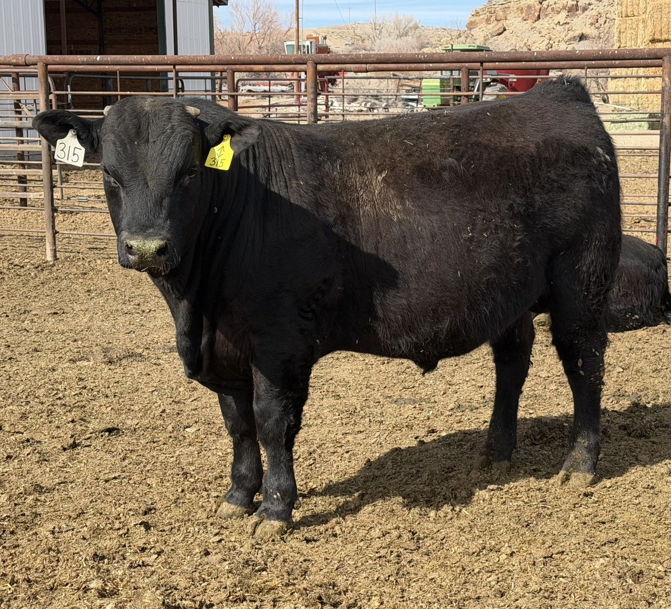 Angus Commercial Yearling Bulls