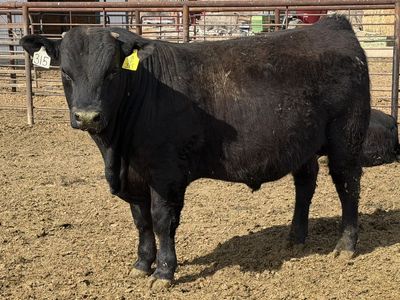 Angus Commercial Yearling Bulls