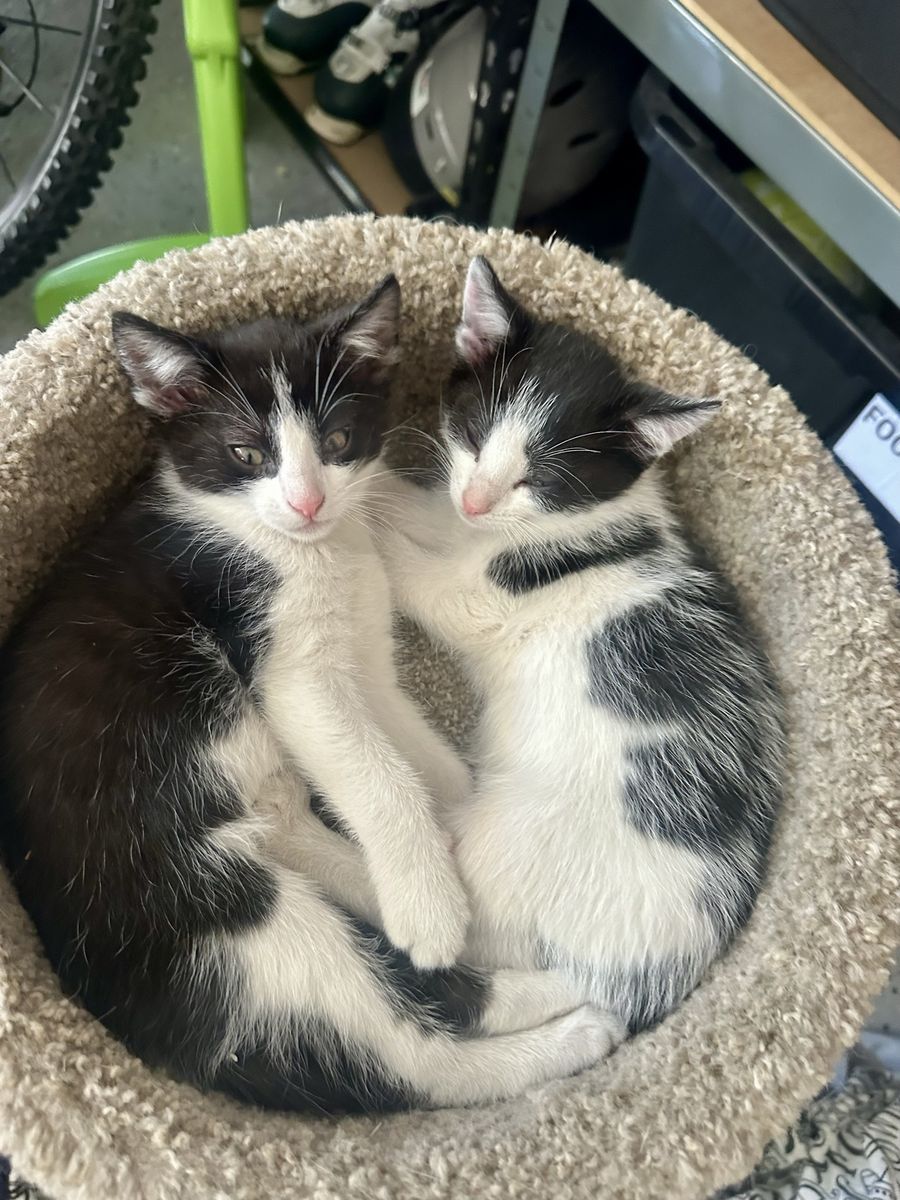 Adorable Black and White Kittens Looking for their Forever Homes
