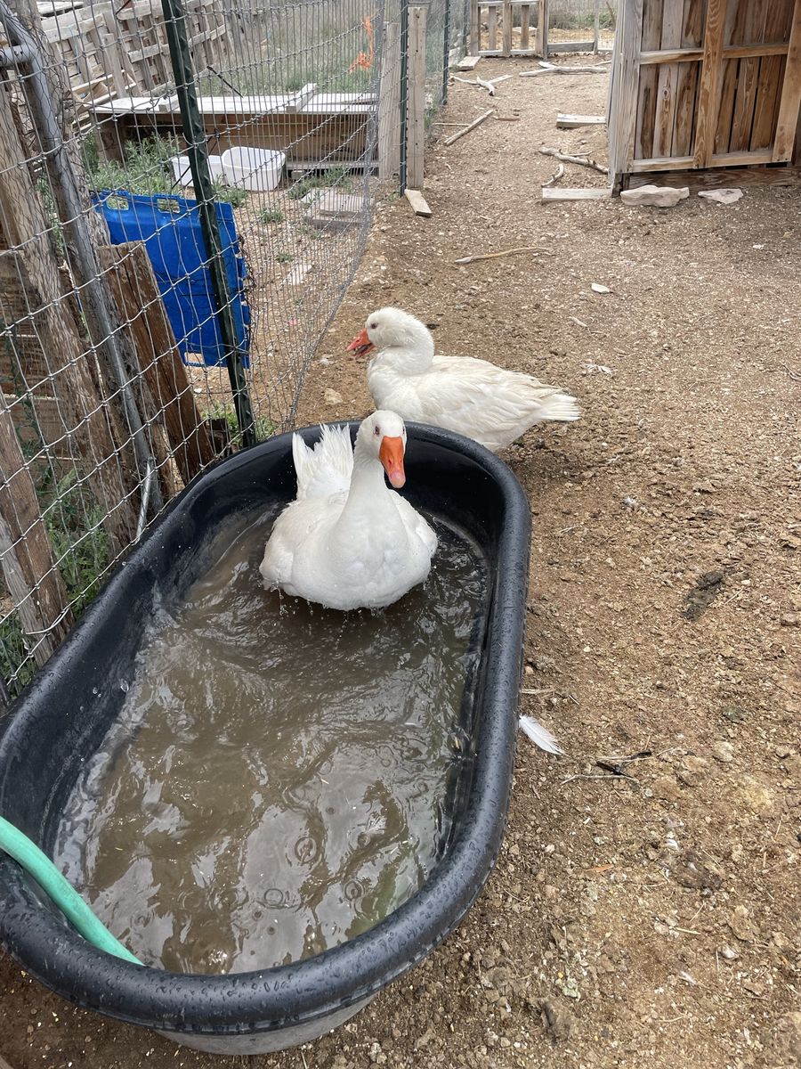GEESE AND CHICKENS!